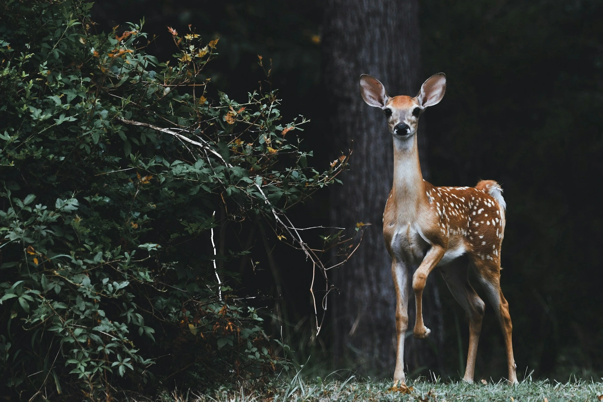 O Google Lan&ccedil;a SpeciesNet, Uma IA de C&oacute;digo Aberto para Identifica&ccedil;&atilde;o de Vida Selvagem